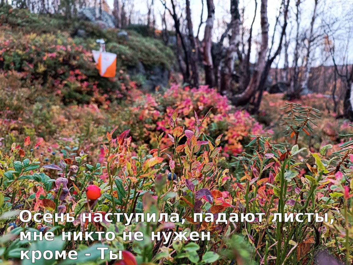 Чемпионат и Первенство города Апатиты по спортивному ориентированию 08 октября 2023